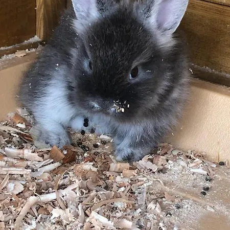 Apartmenthaus Sonnenhang * Schladming