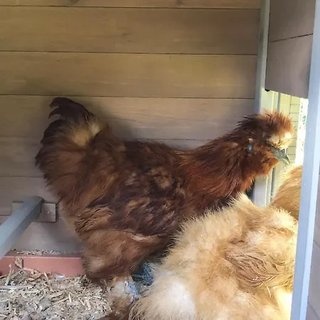 Apartmenthaus Sonnenhang * Schladming