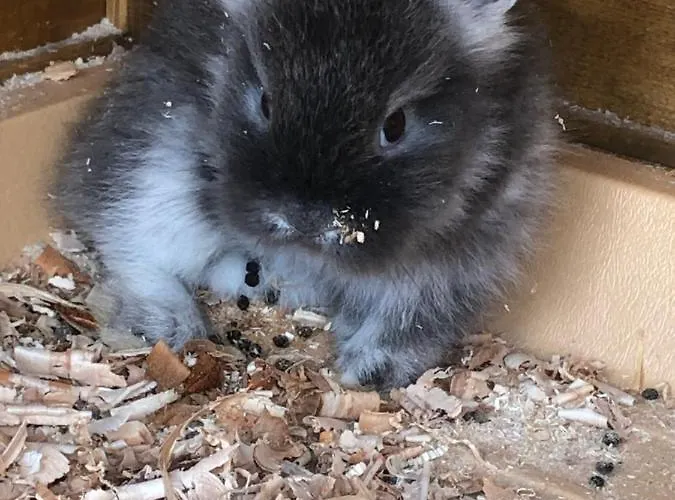 Apartmenthaus Sonnenhang * Schladming