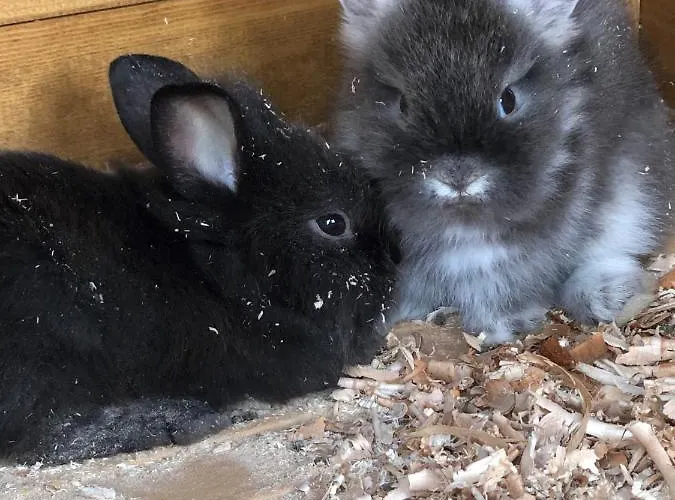 Apartmenthaus Sonnenhang