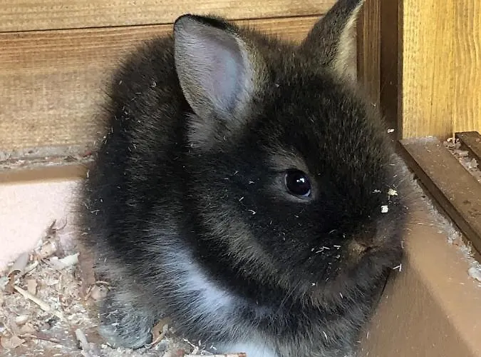 Apartment Apartmenthaus Sonnenhang